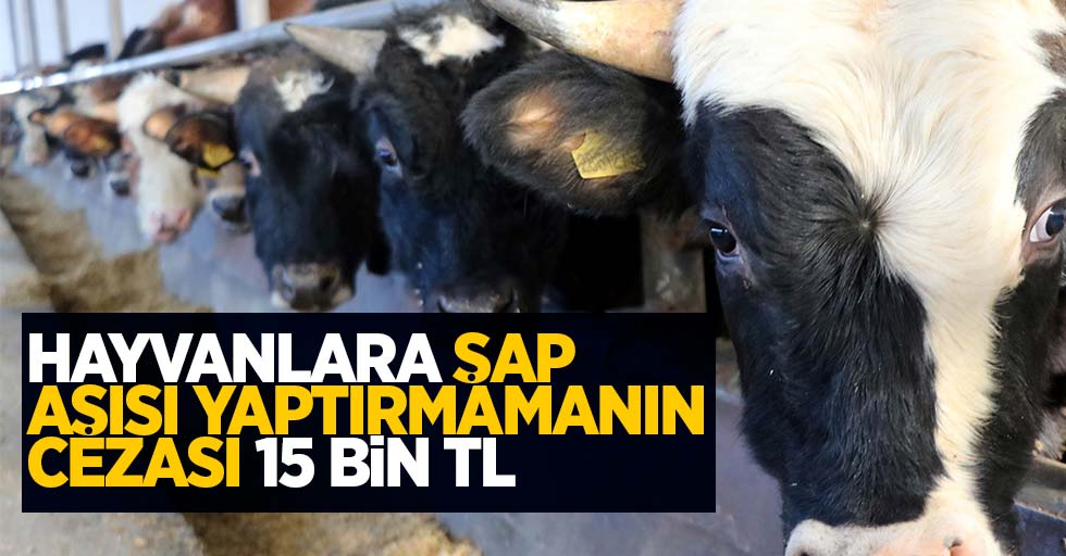Hayvanlara 'şap aşısı' yaptırmamanın cezası 15 bin TL