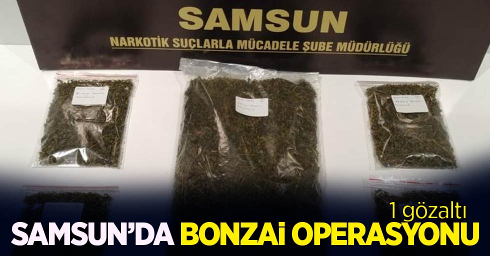 Samsun'da bonzai operasyonu: 1 gözaltı