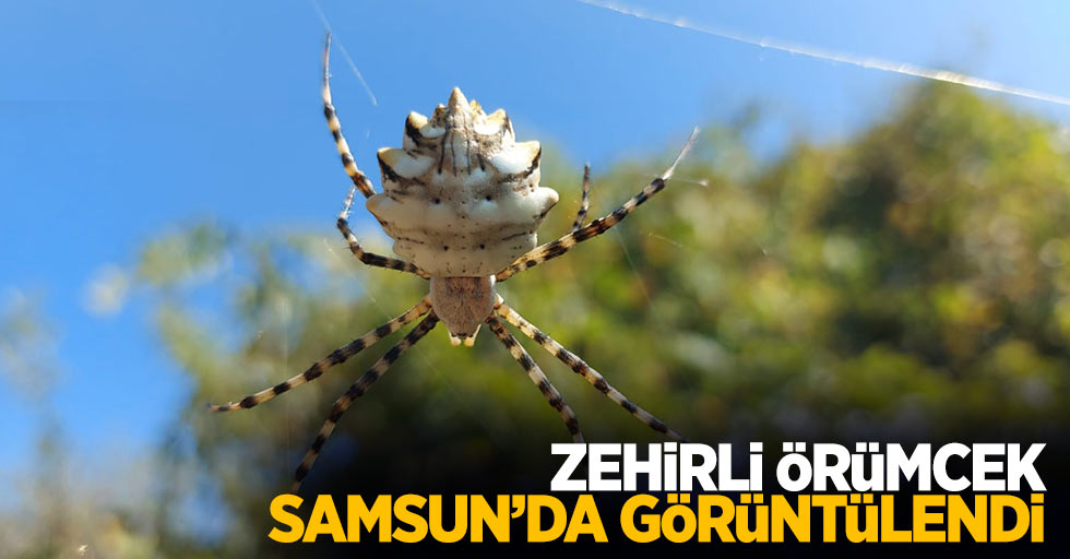 Zehirli örümcek Samsun'da görüntülendi...
