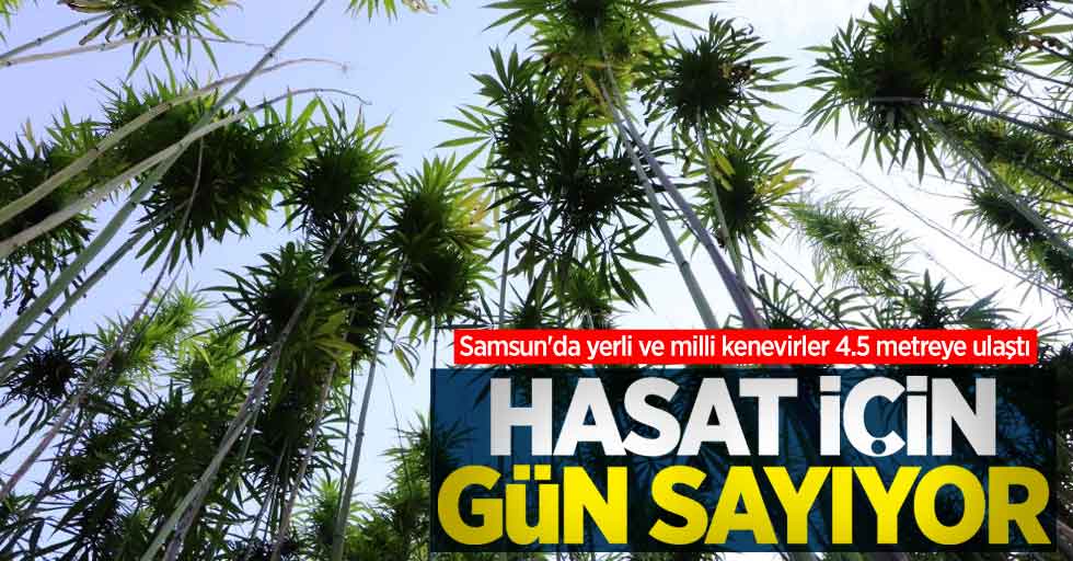 Samsun'da yerli ve milli kenevirler 4.5 metreye ulaştı! Hasat için gün sayıyor