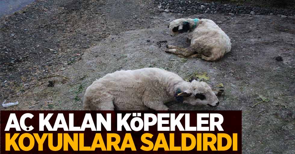 Aç kalan köpekler koyunlara saldırdı