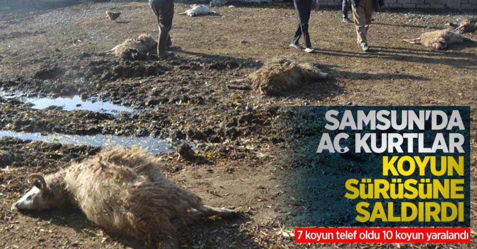 Samsun'da aç kurtlar koyun sürüsüne saldırdı: 7 koyun telef oldu 10 koyun yaralandı
