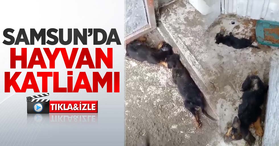 Samsun'da hayvan katliamı 