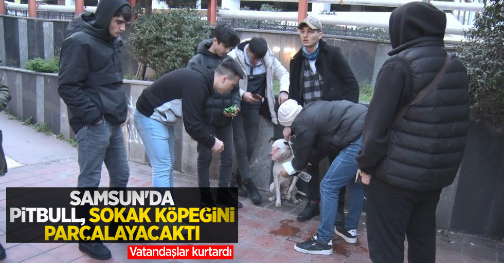 Samsun'da pitbull, sokak köpeğini parçalayacaktı
