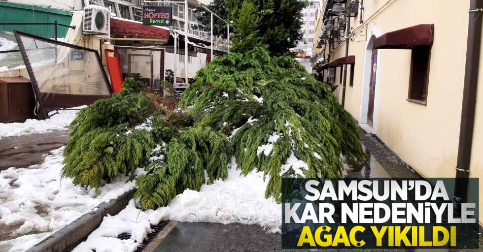 Samsun'da kar nedeniyle ağaç yıkıldı