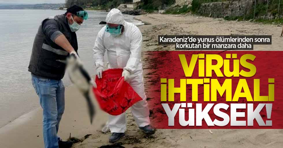 Karadeniz’de yunus ölümlerinden sonra korkutan bir manzara daha Virüs ihtimali yüksek!