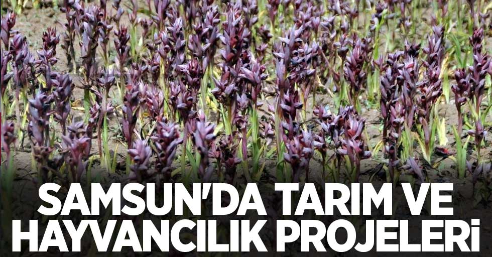 Samsun'da tarım ve hayvancılık projeleri
