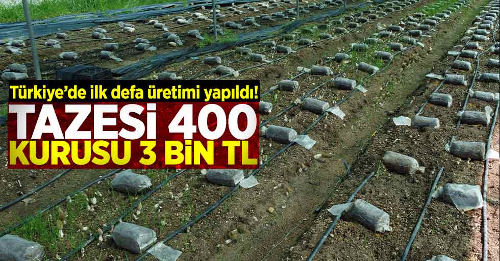 Türkiye'de İlk defa Üretildi! Tazesi 400 Kurusu 3 Bin Lira!