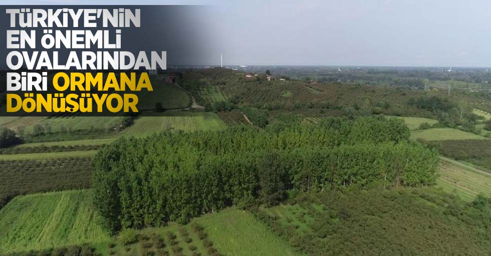Türkiye'nin en önemli ovalarından biri ormana dönüşüyor