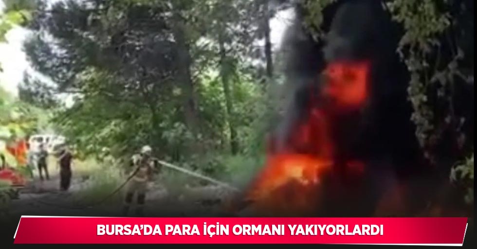 Bursa’da para için ormanı yakıyorlardı