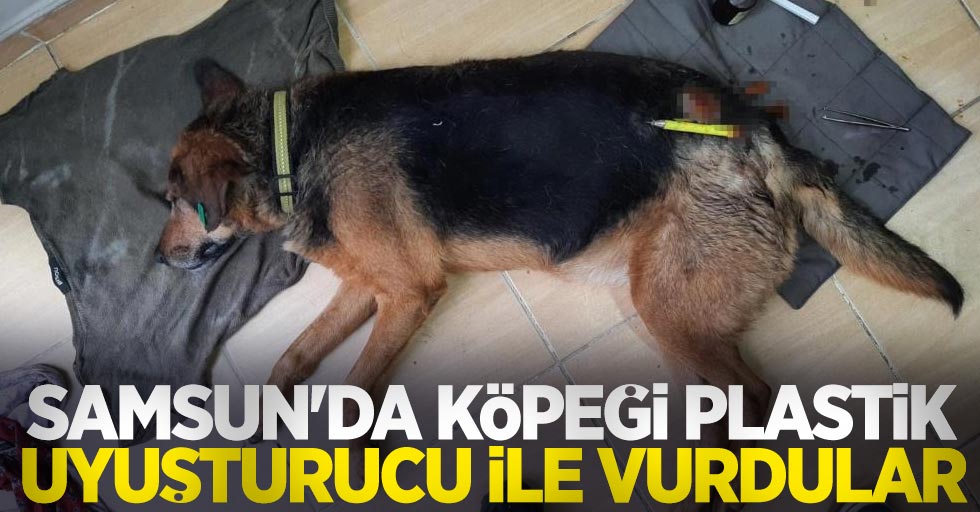 Samsun'da köpeği plastik uyuşturucu ile vurdular