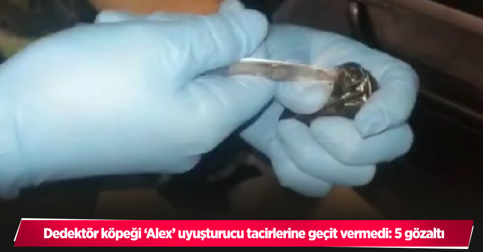 Elazığ’da dedektör köpeği ‘Alex’ uyuşturucu tacirlerine geçit vermedi: 5 gözaltı