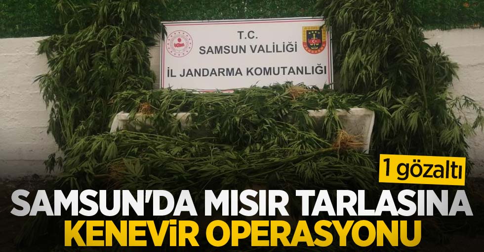 Samsun'da mısır tarlasına kenevir operasyonu: 1 gözaltı