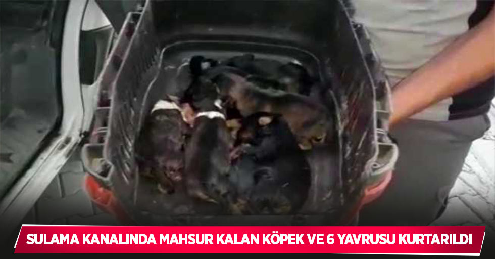 Sulama kanalında mahsur kalan köpek ve 6 yavrusu kurtarıldı