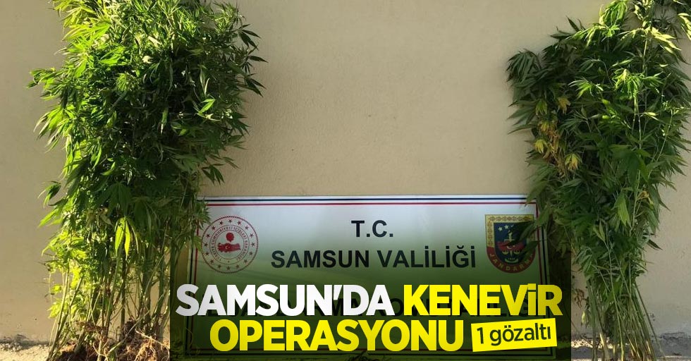 Samsun'da kenevir operasyonu: 1 gözaltı