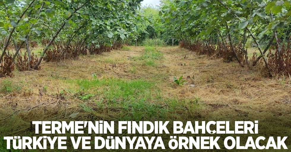 Terme'nin fındık bahçeleri Türkiye ve dünyaya örnek olacak