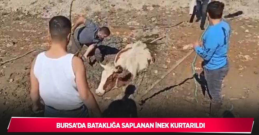 Bursa’da bataklığa saplanan inek kurtarıldı