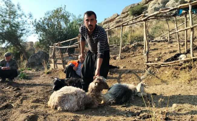 Ağıla giren sokak köpekleri, 9 keçiyi telef etti