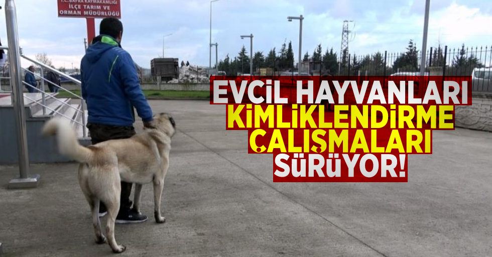 Samsun'da Evcil Hayvanları Kimliklendirme Çalışmaları Sürüyor!