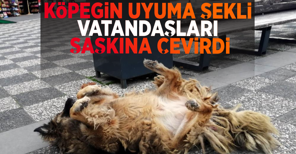Samsun'da Köpeği Uyuma Şekli Vatandaşları Şaşkına Çevirdi!