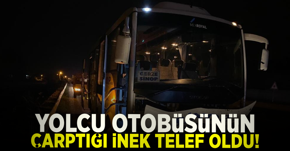 Samsun'da Otobüsün Çarptığı İnek Telef Oldu!