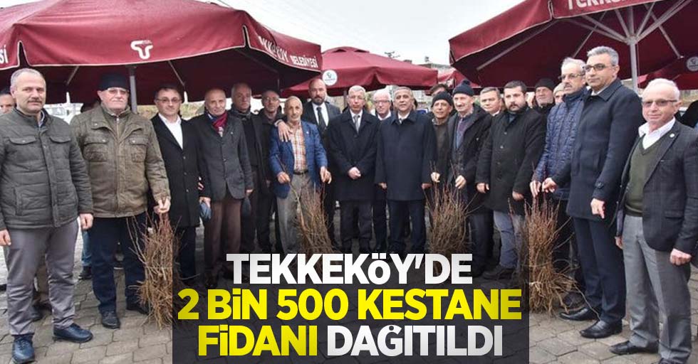 Tekkeköy'de 2 bin 500 kestane fidanı dağıtıldı
