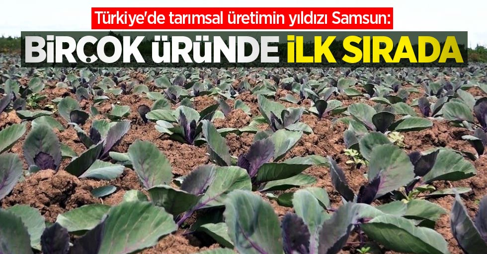 Türkiye'de tarımsal üretimin yıldızı Samsun: Birçok üründe ilk sırada
