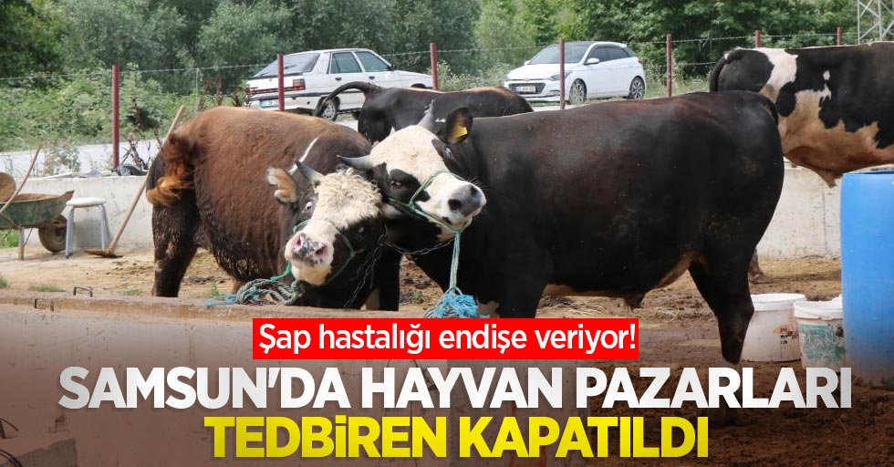Şap hastalığı endişe veriyor! Samsun'da hayvan pazarları tedbiren kapatıldı
