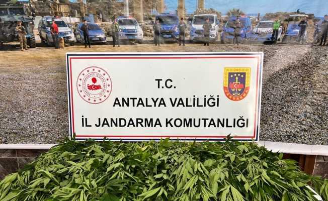 Antalya’da 268 kök kenevir ele geçirildi