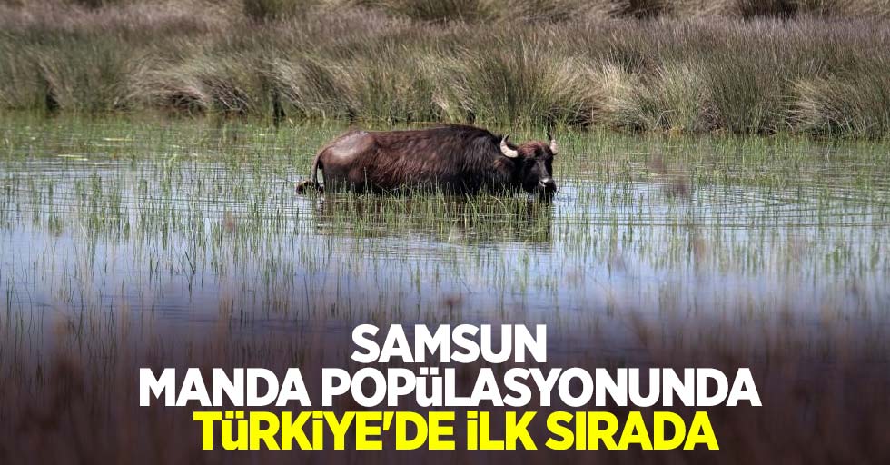 Samsun manda popülasyonunda Türkiye'de ilk sırada
