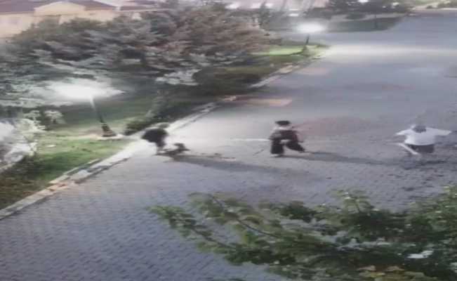 Ankara’da yaşlı kadına köpek saldırdı