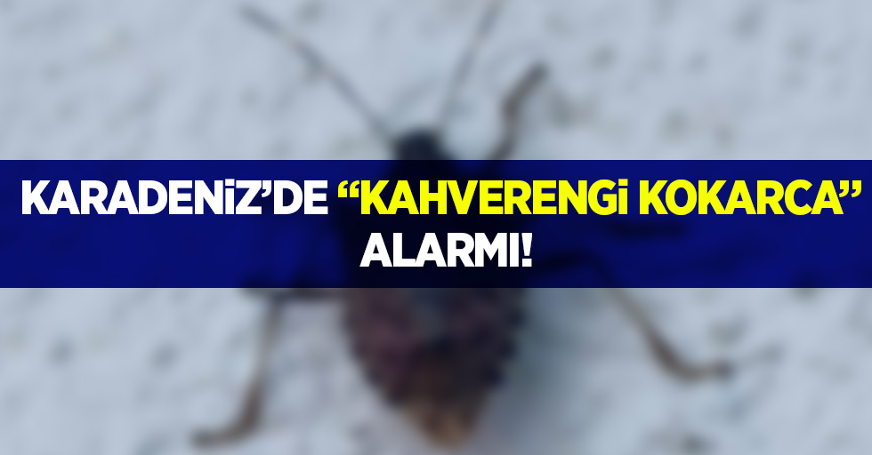 Karadeniz'de "Kahverengi Kokarca" alarmı