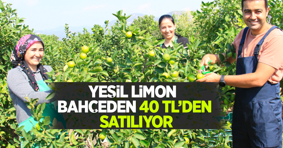 Yeşil limon bahçeden 40 tl'den satılıyor