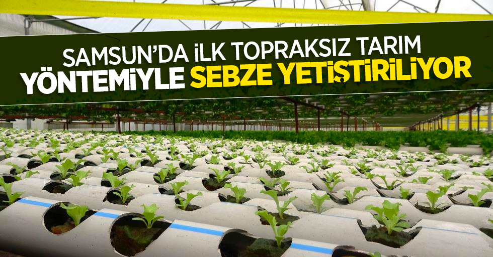 Samsun'da ilk topraksız tarım yöntemiyle sebze yetiştiriliyor