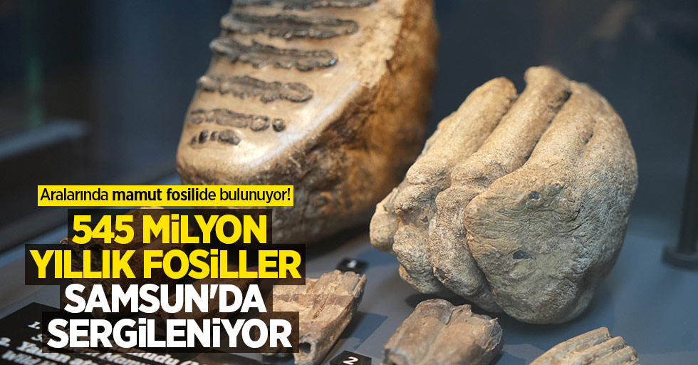 Aralarında mamut fosilide bulunuyor! 545 milyon yıllık fosiller Samsun’da sergileniyor
