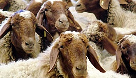 İngiltere’de Esrar Yiyen Koyunlar, Köyü Birbirine Kattı