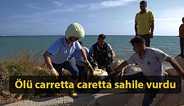Ölü Carretta Caretta Karaya Vurdu