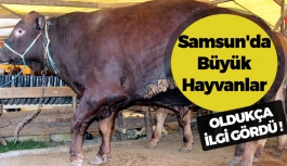 Samsun'da Büyük Hayvanlar Vatandaşlar Tarafından İlgi Gördü