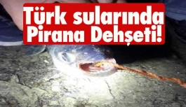 Türk sularında 'Pirana' dehşeti