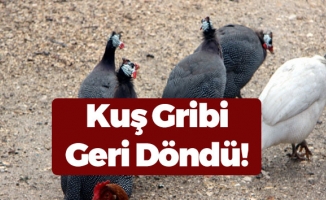 Bursa’da Kuş Gribi İhtimali Korkuttu