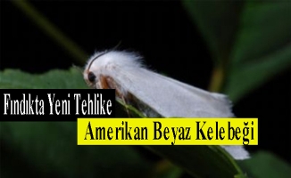 Fındık Üretiminde Amerikan Beyaz Kelebeği Tehlikesi