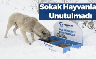 Samsun'da Açlık Çeken Sokak Hayvanları Unutulmadı