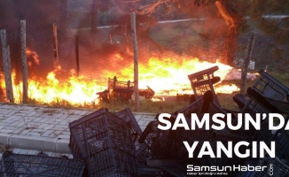 Samsun'da Çıkan Yangın Çam Ağaçlarına Zarar Verdi