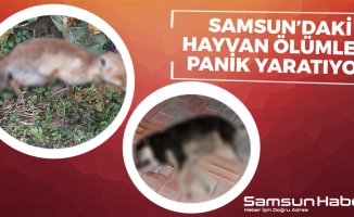 Samsun'daki Hayvan Ölümleri Panik Yaratıyor