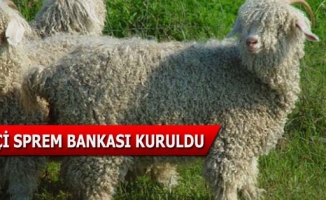 Türkiye’nin ilk keçi sperm bankası kuruldu