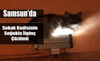 Samsun'da Kedinin Soğuğa Dikkat Çeken Çözümü