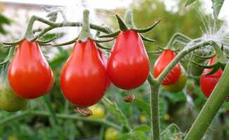 Irak domates ithalatını durdurdu