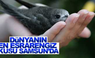 Samsun'da Ebabil kuşu bulundu