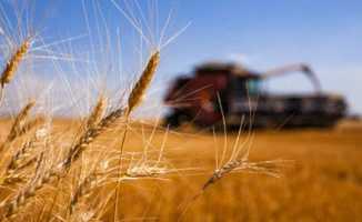 Türkiye'den Rus buğdayına kısıtlama