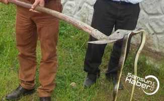 Fatsa'da 2 metrelik yılan heyecan yarattı